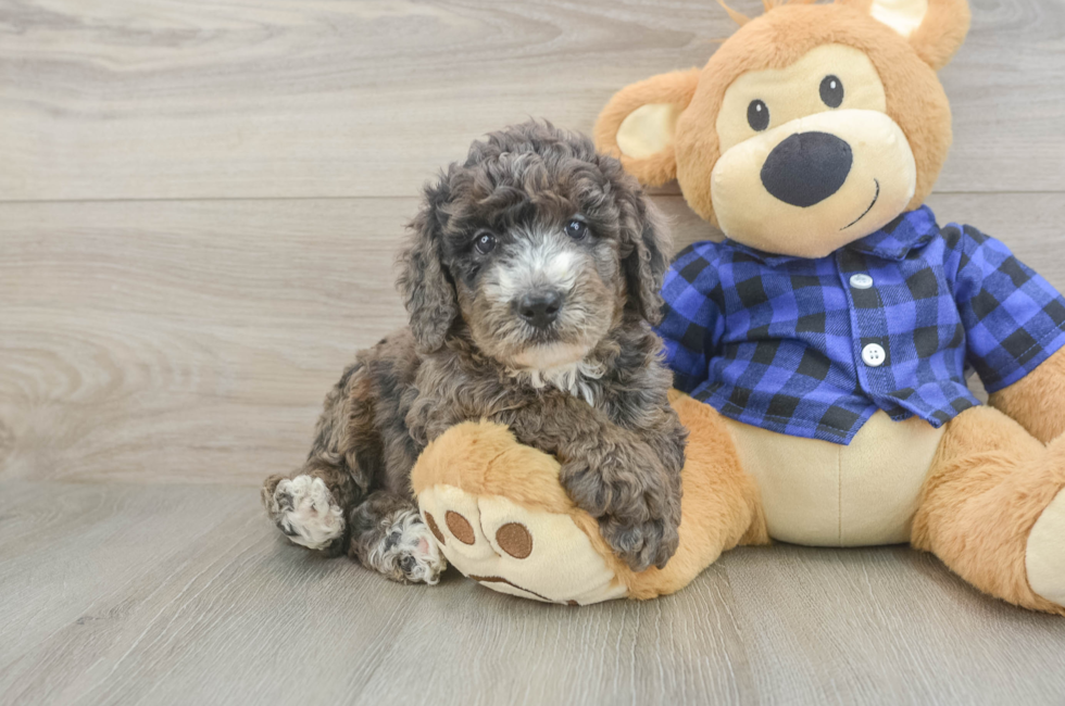 6 week old Mini Goldendoodle Puppy For Sale - Lone Star Pups