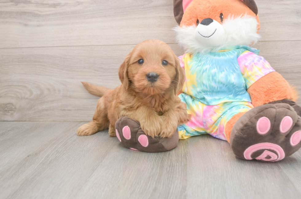 5 week old Mini Goldendoodle Puppy For Sale - Lone Star Pups