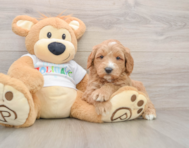 6 week old Mini Goldendoodle Puppy For Sale - Lone Star Pups