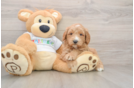 Mini Goldendoodle Pup Being Cute