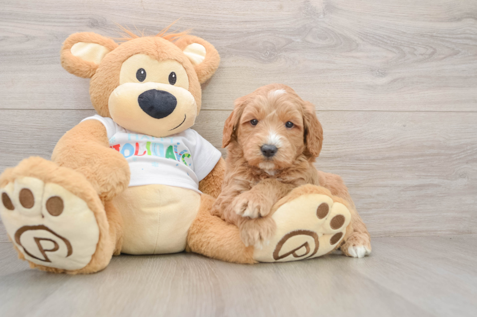 5 week old Mini Goldendoodle Puppy For Sale - Lone Star Pups