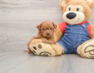 8 week old Mini Goldendoodle Puppy For Sale - Lone Star Pups