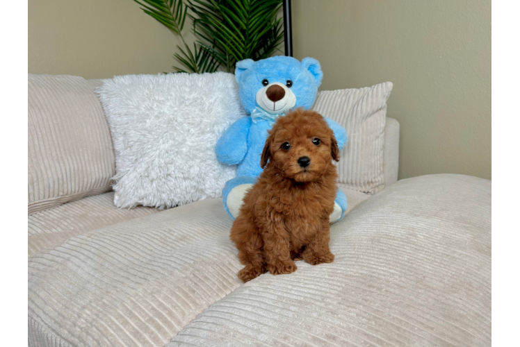 Mini Goldendoodle Pup Being Cute