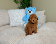 8 week old Mini Goldendoodle Puppy For Sale - Lone Star Pups