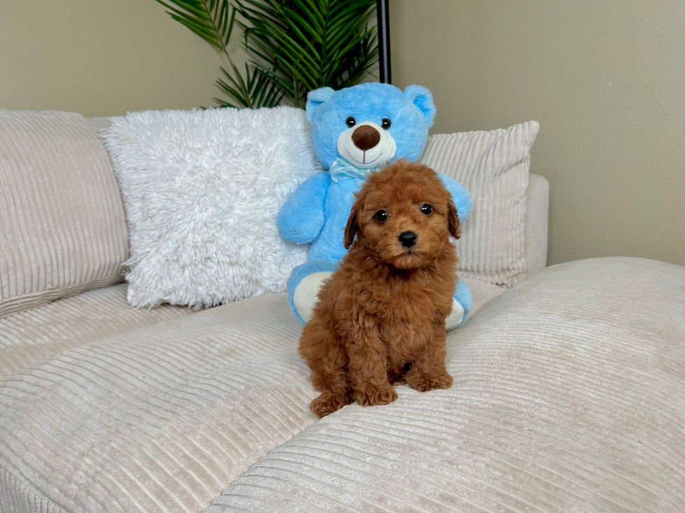 Mini Goldendoodle Pup Being Cute