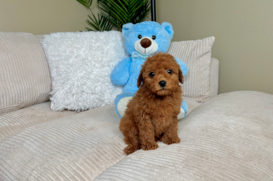 Mini Goldendoodle Pup Being Cute