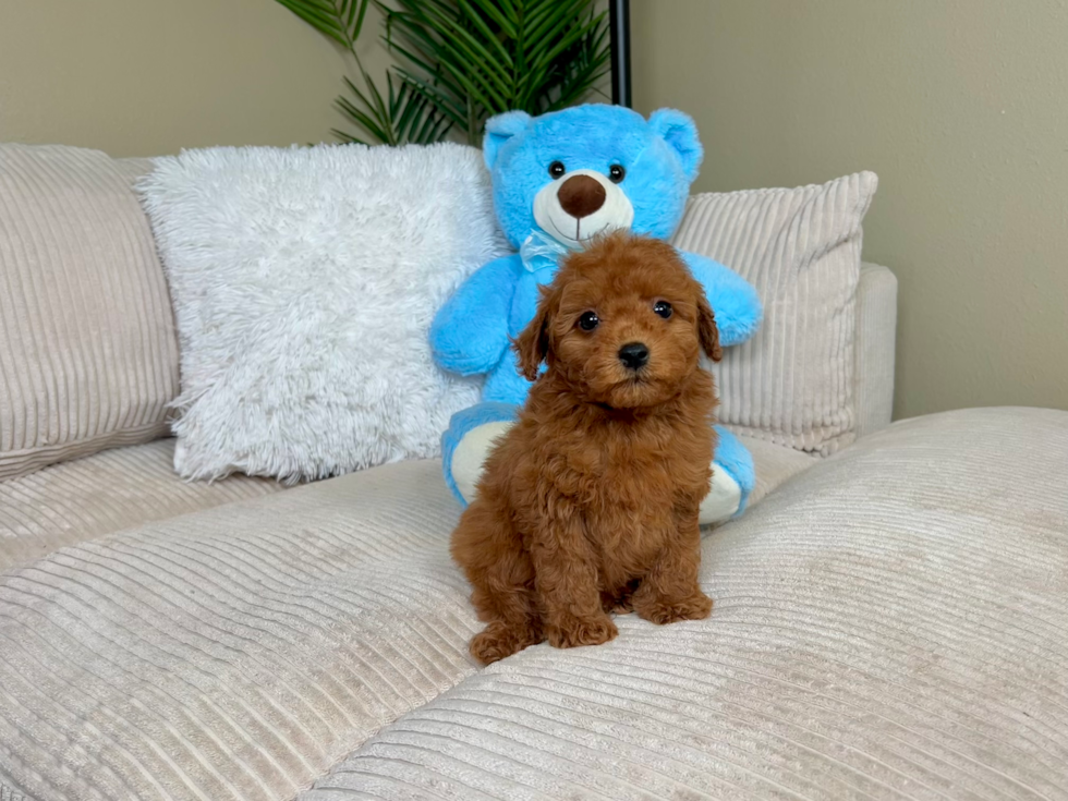 Best Mini Goldendoodle Baby