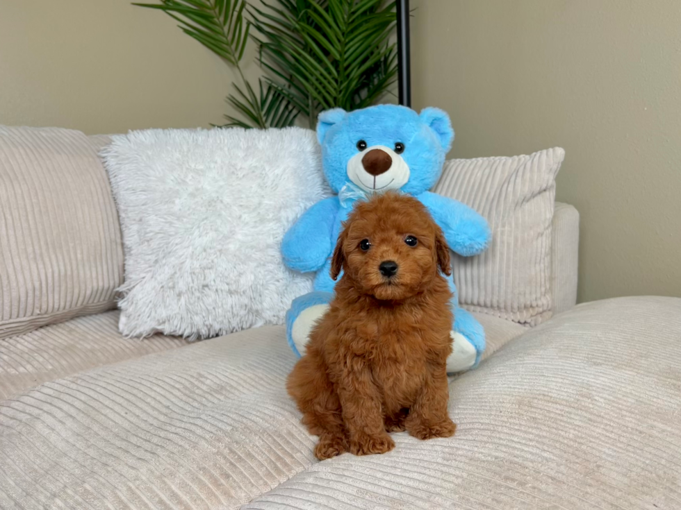 Best Mini Goldendoodle Baby