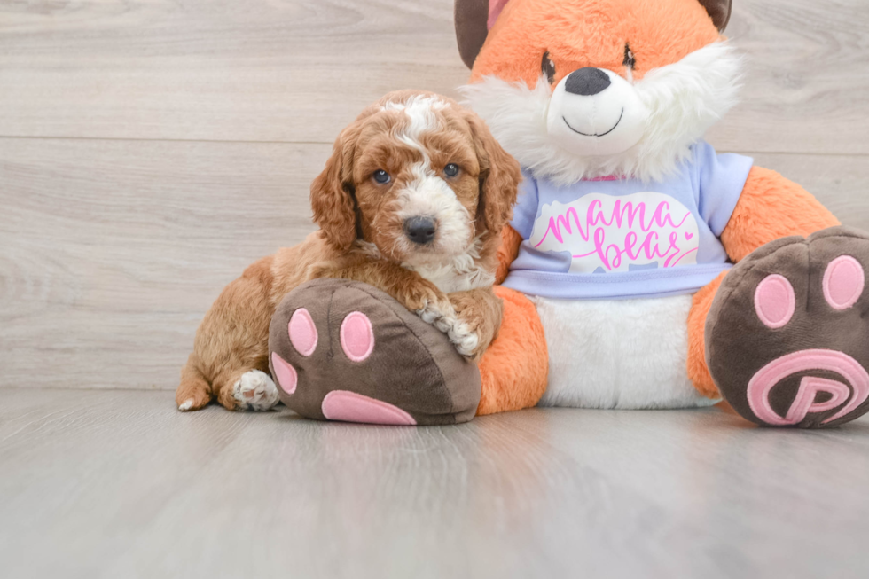 Popular Mini Goldendoodle Poodle Mix Pup