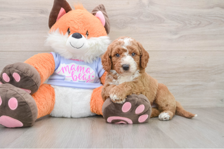 Hypoallergenic Mini Goldiepoo Poodle Mix Puppy