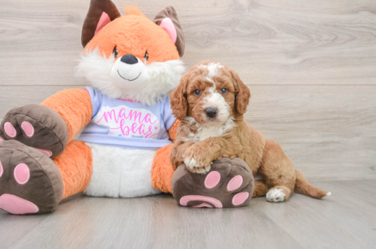 Hypoallergenic Mini Goldiepoo Poodle Mix Puppy