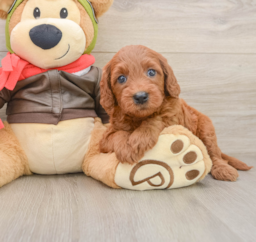 6 week old Mini Goldendoodle Puppy For Sale - Lone Star Pups