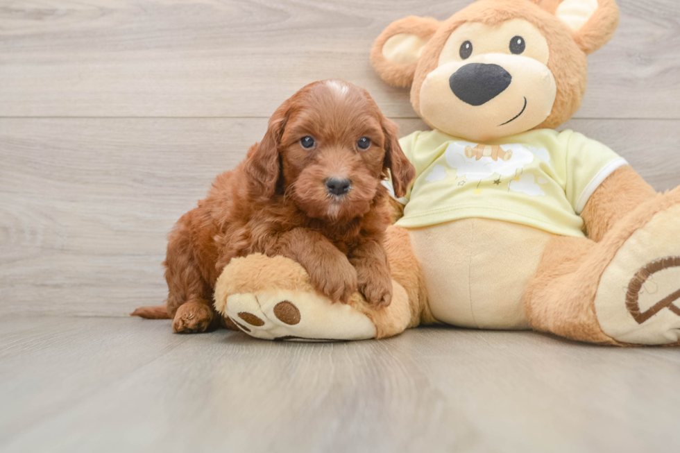 Popular Mini Goldendoodle Poodle Mix Pup