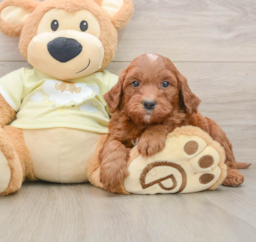 5 week old Mini Goldendoodle Puppy For Sale - Lone Star Pups
