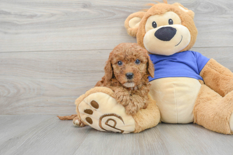 Friendly Mini Goldendoodle Baby