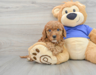 9 week old Mini Goldendoodle Puppy For Sale - Lone Star Pups