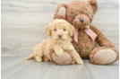 Friendly Mini Goldendoodle Baby