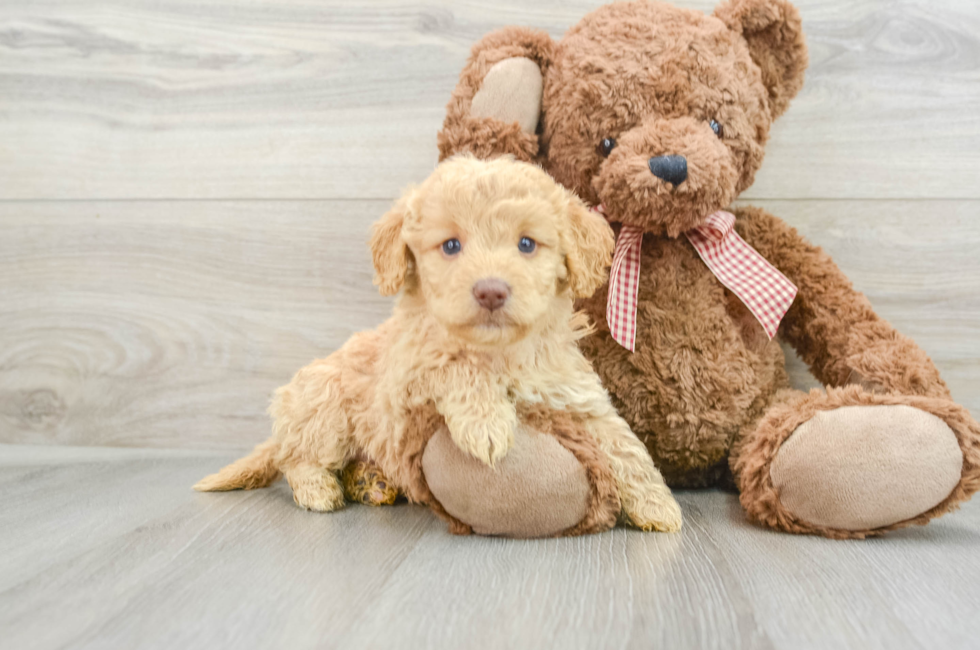 5 week old Mini Goldendoodle Puppy For Sale - Lone Star Pups