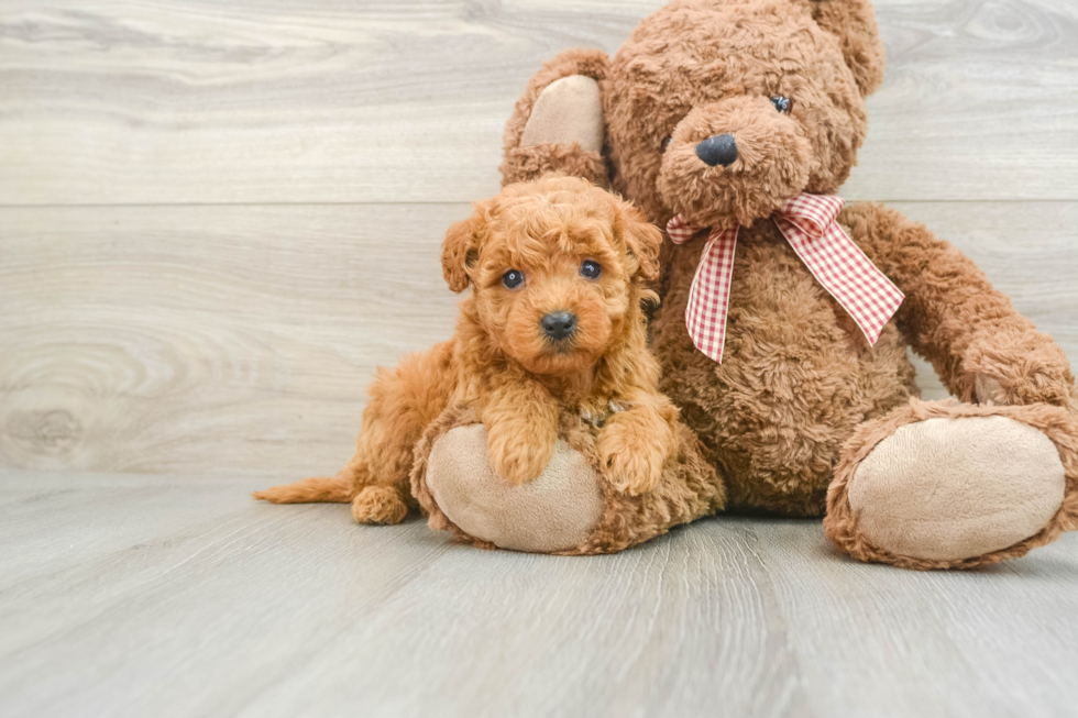 Small Mini Goldendoodle Baby