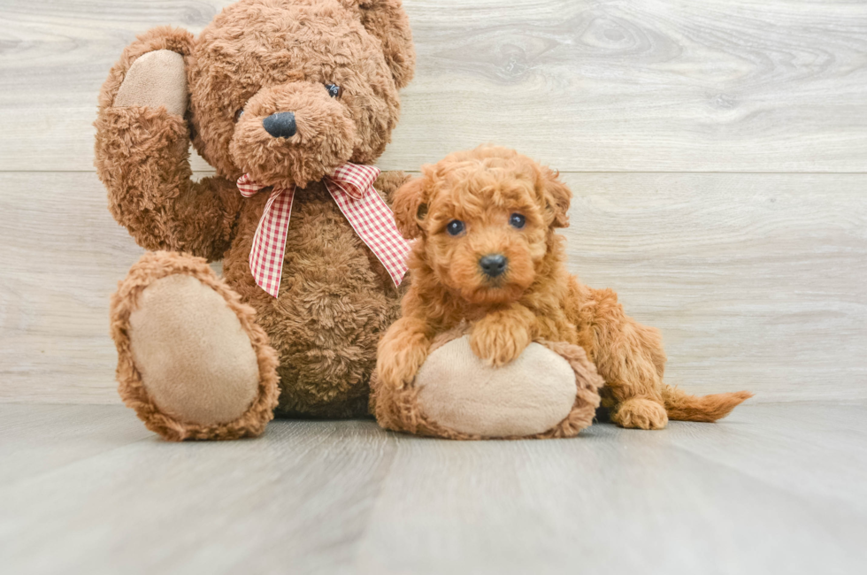 6 week old Mini Goldendoodle Puppy For Sale - Lone Star Pups