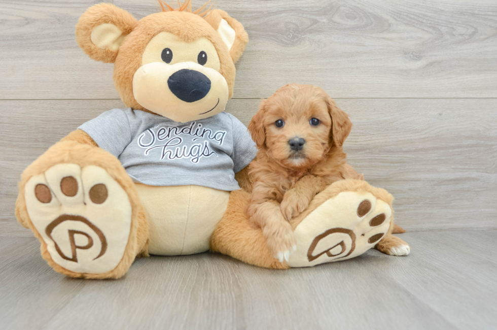 6 week old Mini Goldendoodle Puppy For Sale - Lone Star Pups