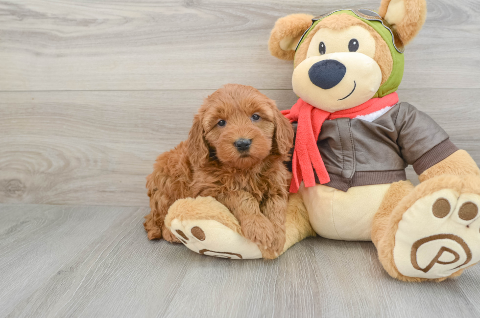 5 week old Mini Goldendoodle Puppy For Sale - Lone Star Pups