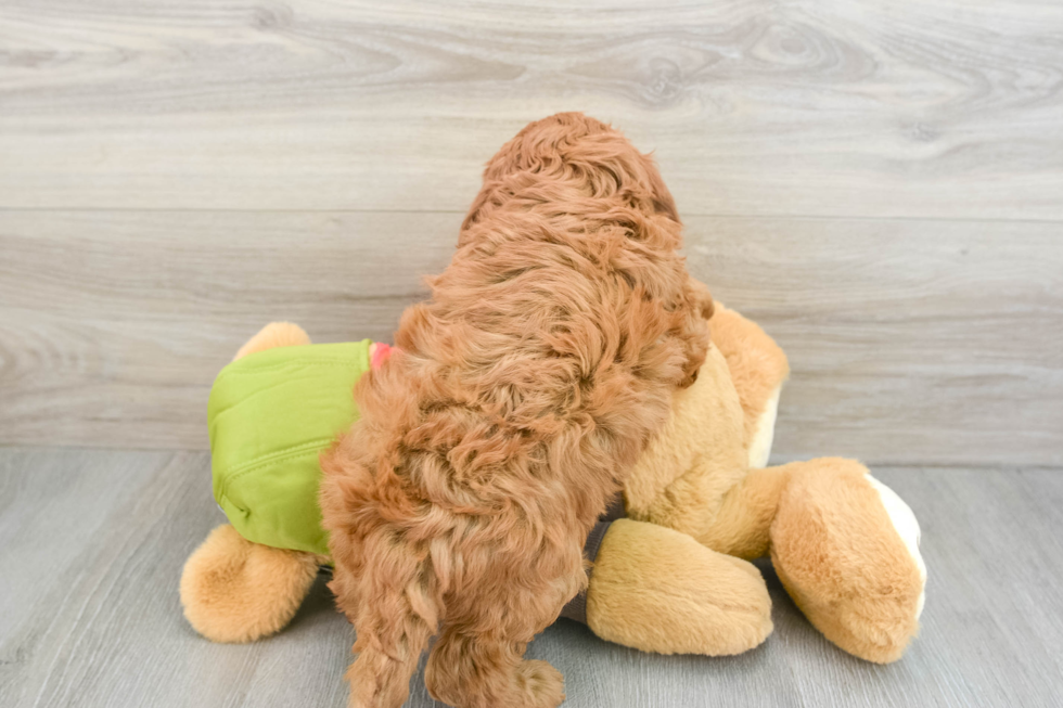 Happy Mini Goldendoodle Baby