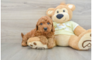 Little Mini Goldenpoo Poodle Mix Puppy