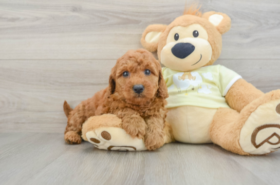 Little Mini Goldenpoo Poodle Mix Puppy