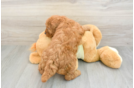 Sweet Mini Goldendoodle Baby