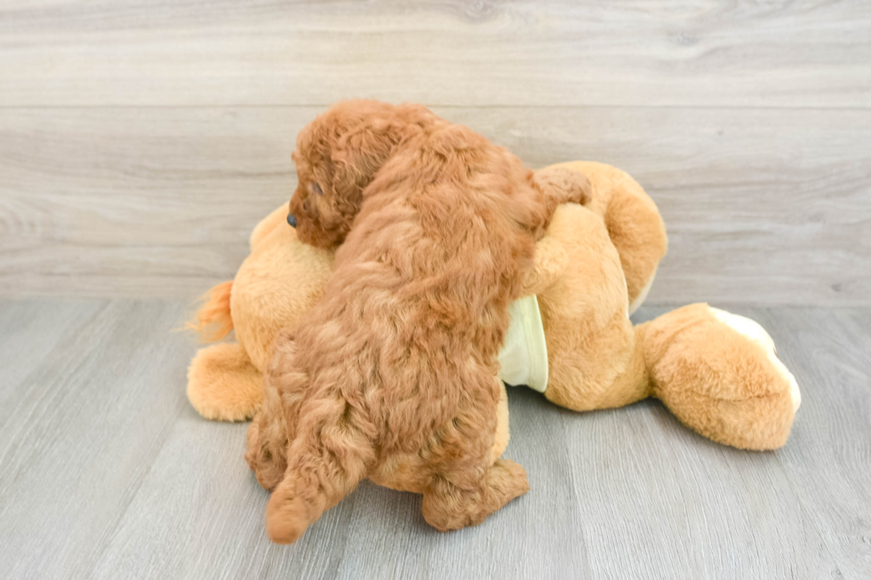 Sweet Mini Goldendoodle Baby