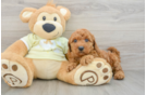 Popular Mini Goldendoodle Poodle Mix Pup