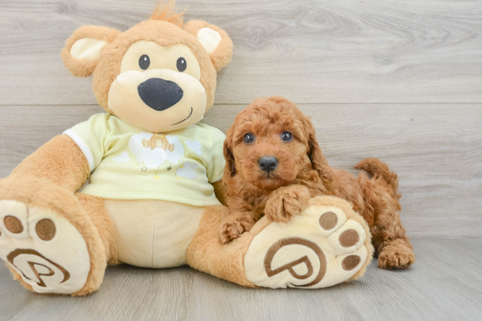 Popular Mini Goldendoodle Poodle Mix Pup