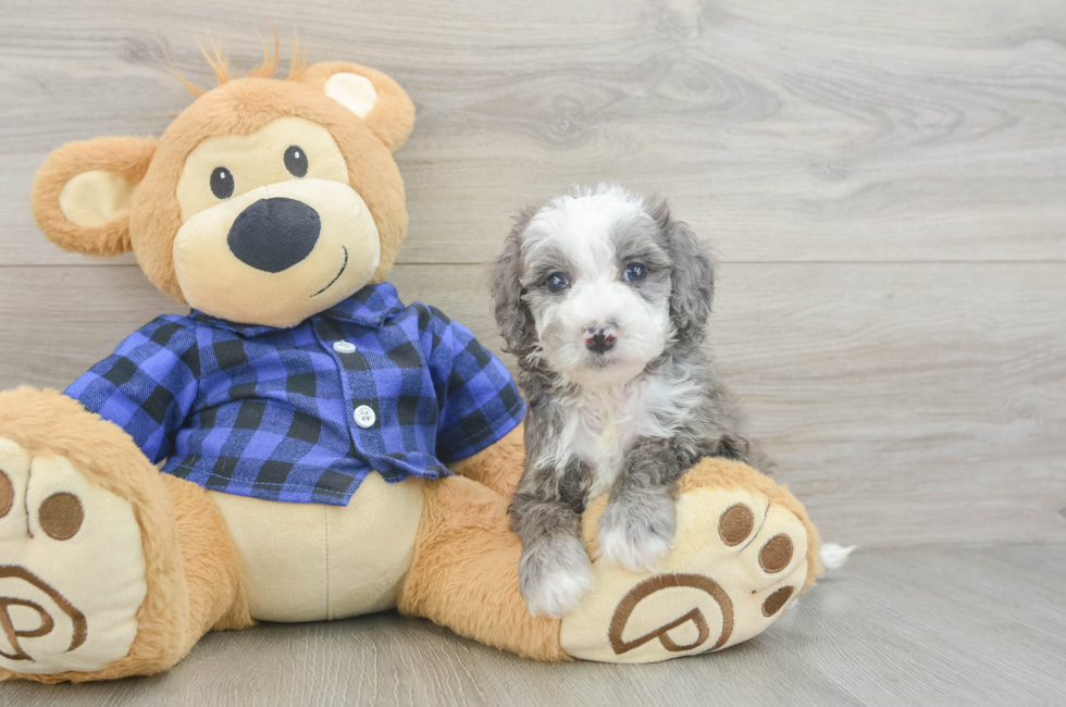 6 week old Mini Goldendoodle Puppy For Sale - Lone Star Pups
