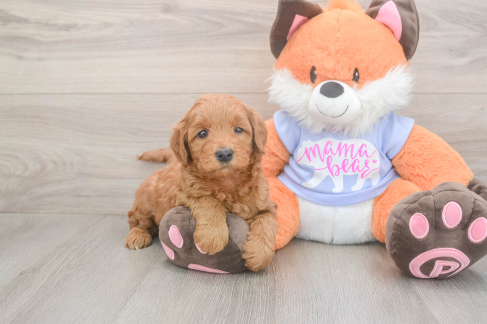 Hypoallergenic Mini Goldiepoo Poodle Mix Puppy