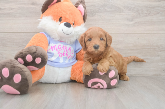 5 week old Mini Goldendoodle Puppy For Sale - Lone Star Pups Sweet Mini Goldendoodle Baby