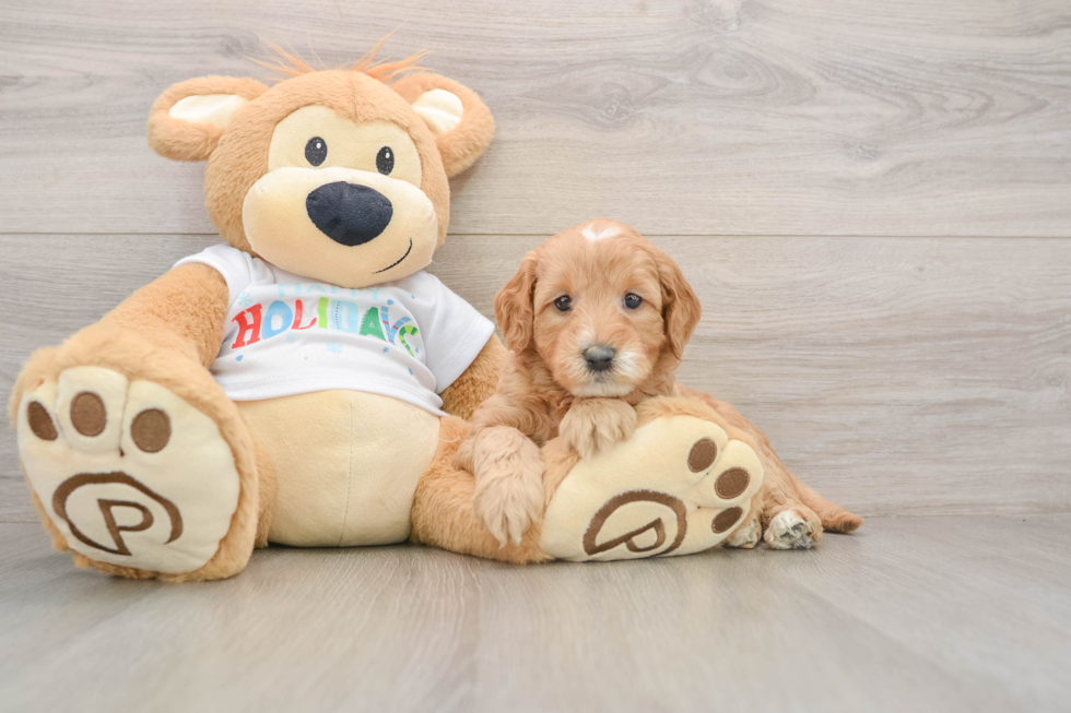 Mini Goldendoodle Pup Being Cute