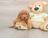 6 week old Mini Goldendoodle Puppy For Sale - Lone Star Pups