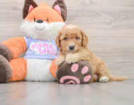 7 week old Mini Goldendoodle Puppy For Sale - Lone Star Pups