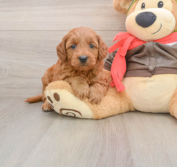 7 week old Mini Goldendoodle Puppy For Sale - Lone Star Pups