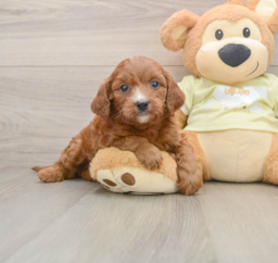 5 week old Mini Goldendoodle Puppy For Sale - Lone Star Pups