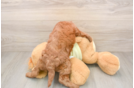 Petite Mini Goldendoodle Poodle Mix Pup