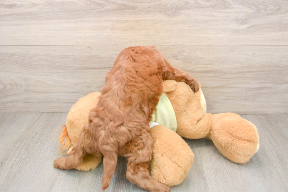 Petite Mini Goldendoodle Poodle Mix Pup