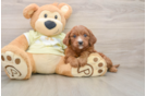 Mini Goldendoodle Puppy for Adoption
