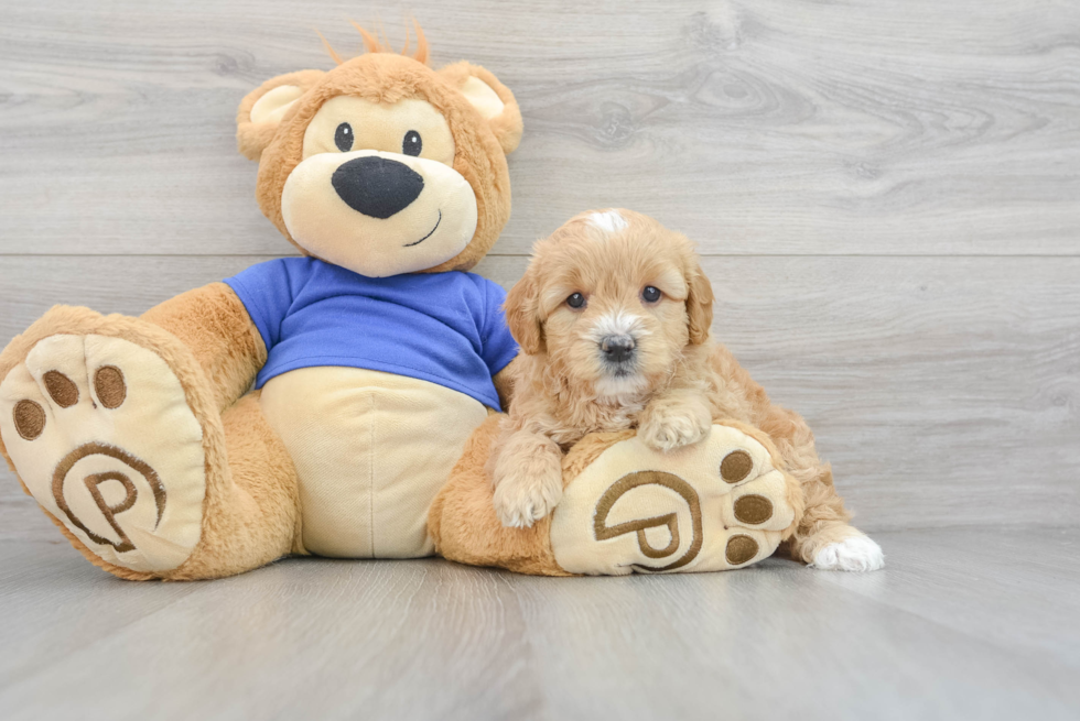 golden retriever poodle mix puppy