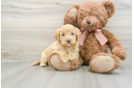 Best Mini Goldendoodle Baby