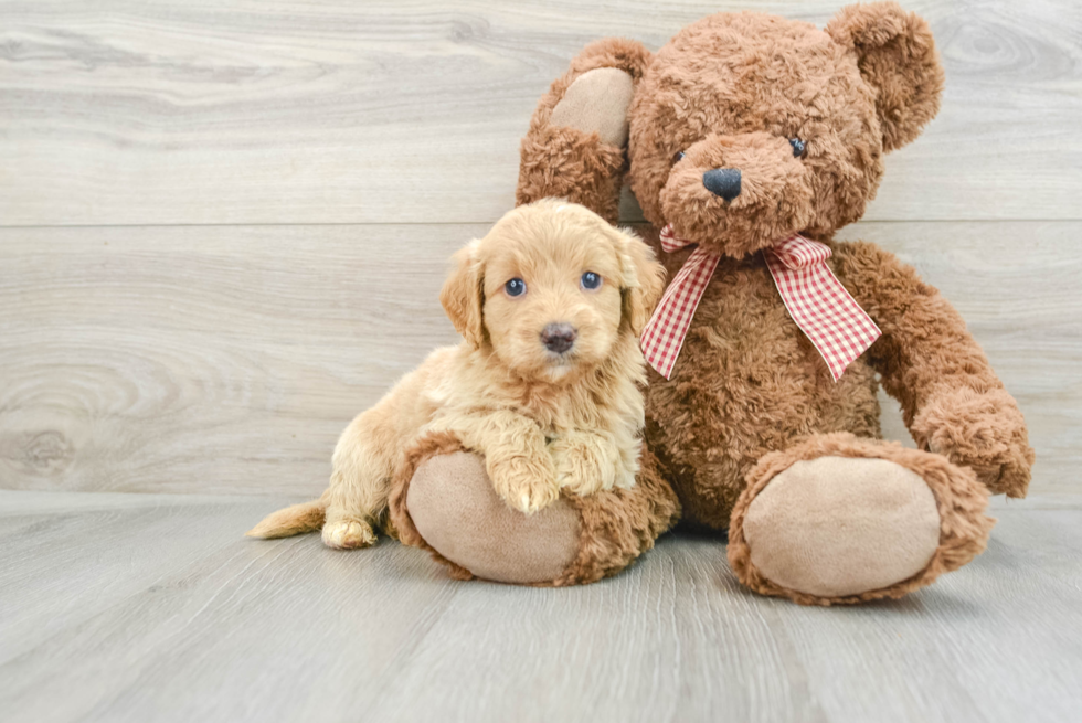 Best Mini Goldendoodle Baby