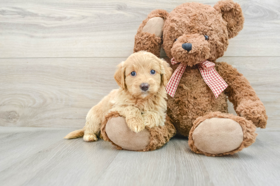 6 week old Mini Goldendoodle Puppy For Sale - Lone Star Pups