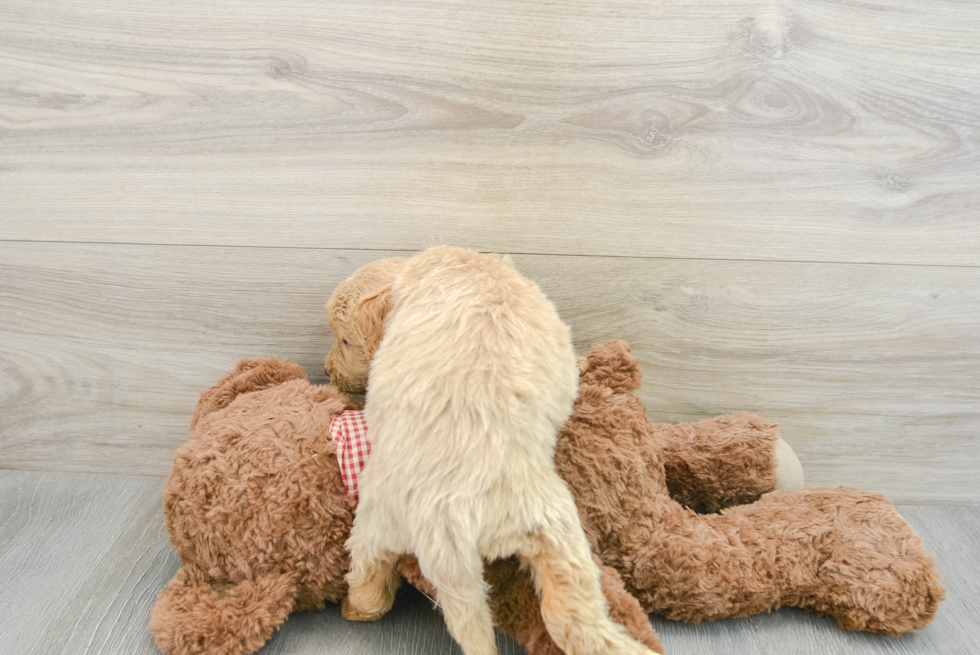 Mini Goldendoodle Puppy for Adoption