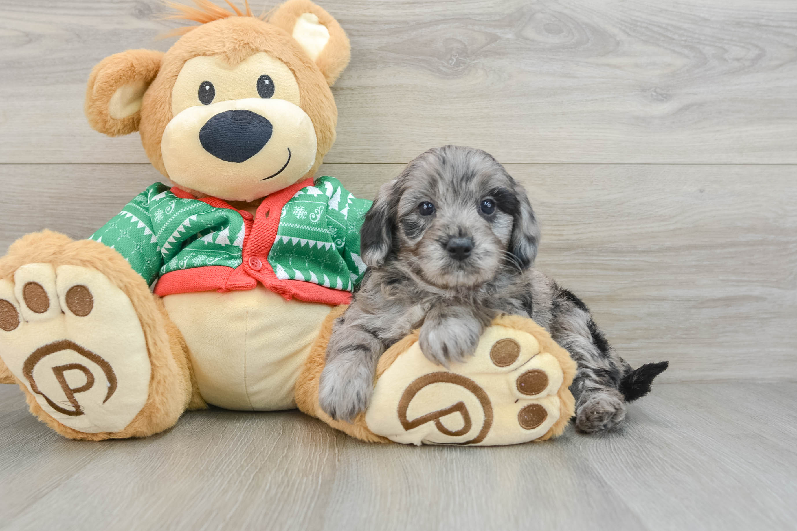 Funny Mini Goldendoodle Poodle Mix Pup